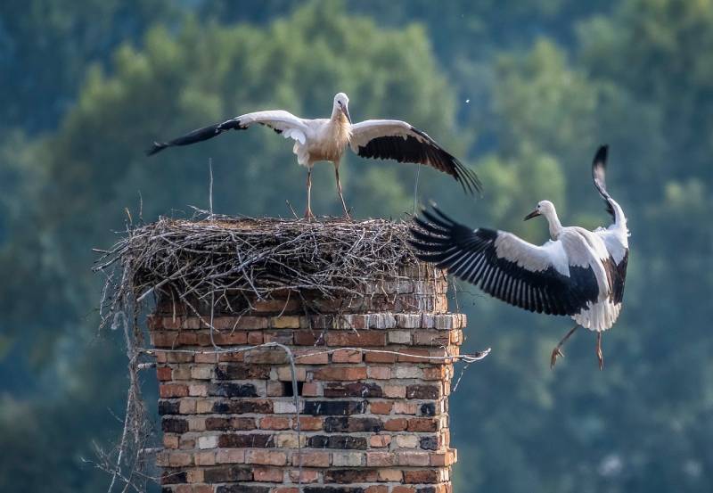 Professional Chimney Animal Removal Services in Clinton, Massachusetts