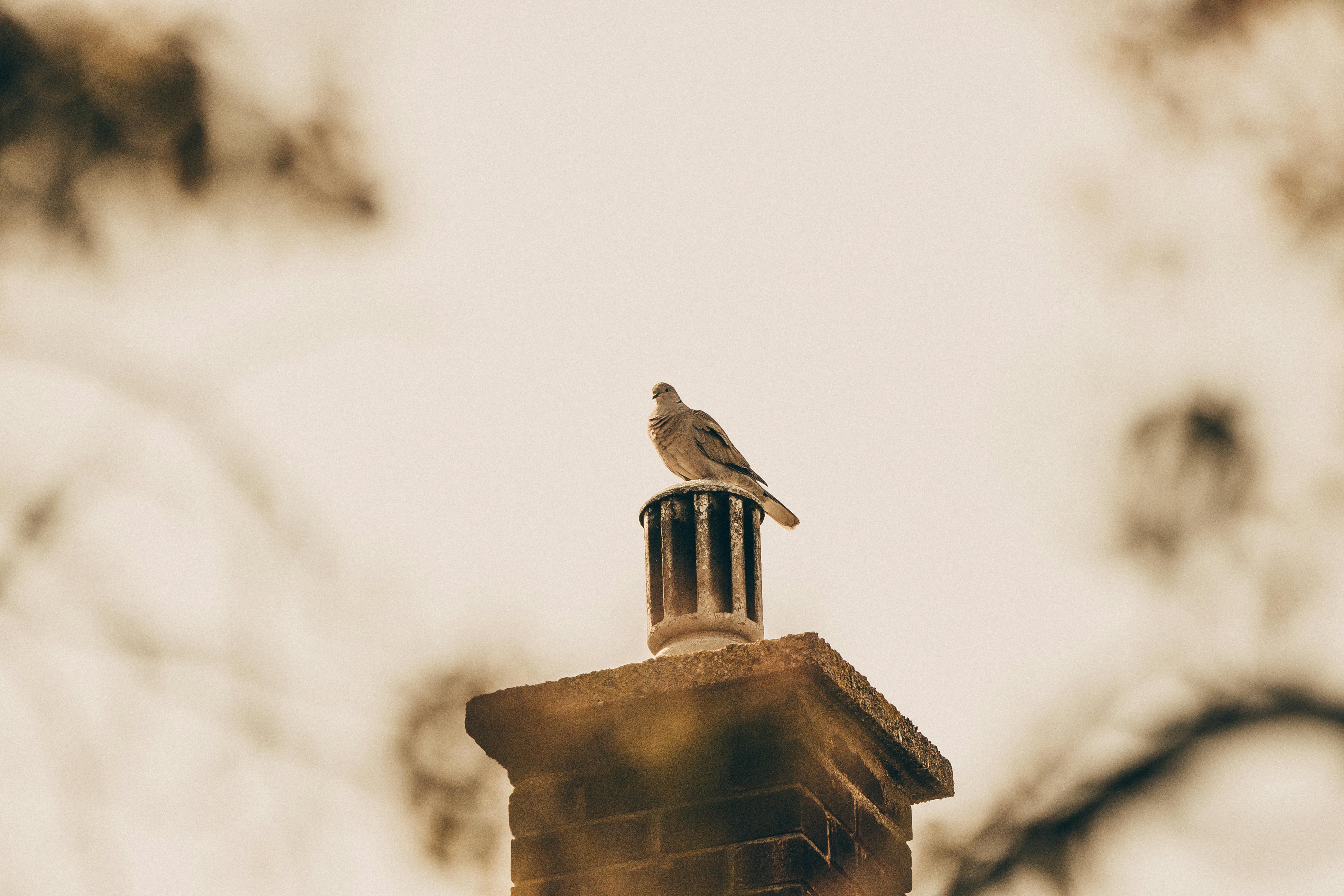 Professional Chimney Cap and Damper In Clinton Massachusetts